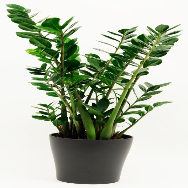 Zamioculcas