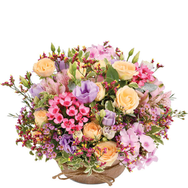 Zeste tendre - Pastel bloom