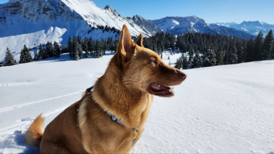 Kawet, Dersim's dog