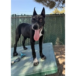 Xavier