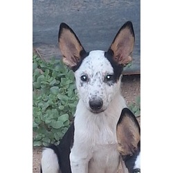 Jack