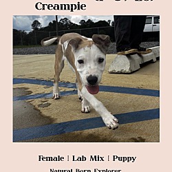 Oatmeal Creampie