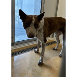 Ella