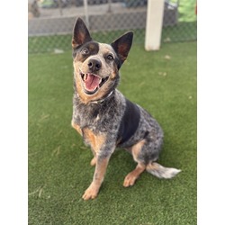 Roo