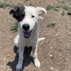 Goggles - In Foster!