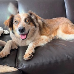 Trinket- In Foster!