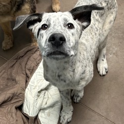 Boba- At Kingsmark Kennels