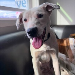 Charm- In Foster!