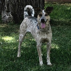 Roan - in foster!