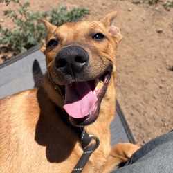 Vinyl - In Foster!