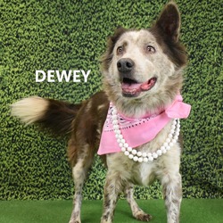 Dewey