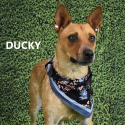 Ducky