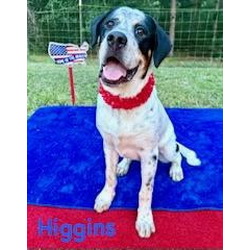 Higgins (Cocoa)