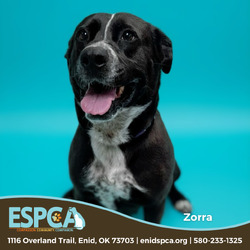 Zorra