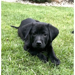 Sarge