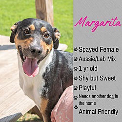 Margarita