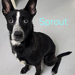 Sprout