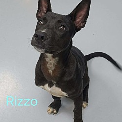 Rizzo