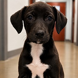 Delilah