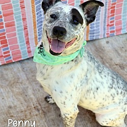 Penny