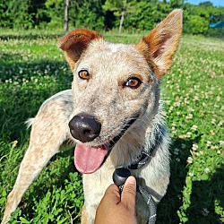 Bindi