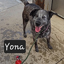 Yona