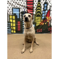Pepper