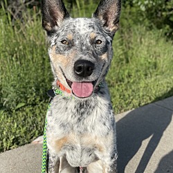 Dak