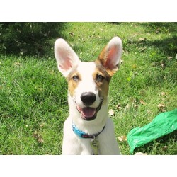 Ears