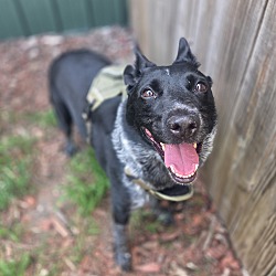 Pepper