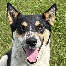 Riker - Name Your Own Adoption Fee!