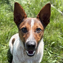 Duke