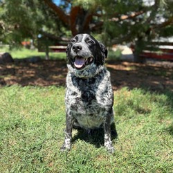 Blues Clues--In Foster