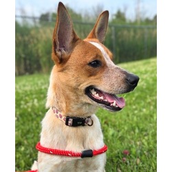 Lily Girl