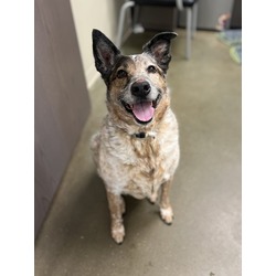 Dingo (in foster)