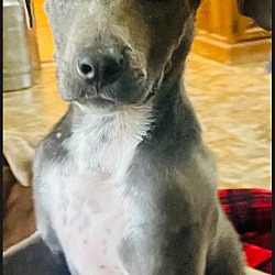 Goose