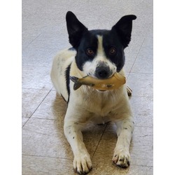 Bogart *Adoption Sponsored*