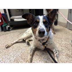 Pixel