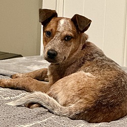 Banjo