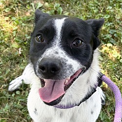 Domino