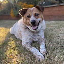 Lucille