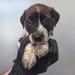 Chocolate Chip