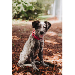 93765a Calliope Jane