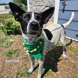 Abilene