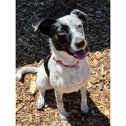 Dottie