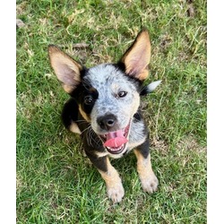 No Name Puppy