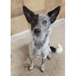 Pepper