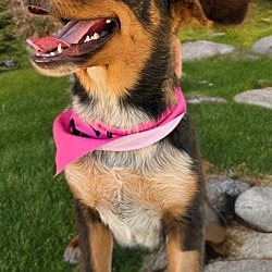 Pretty Girl