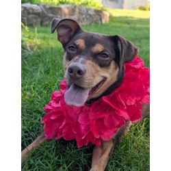 TinkerBell