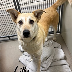 Lilly 35276